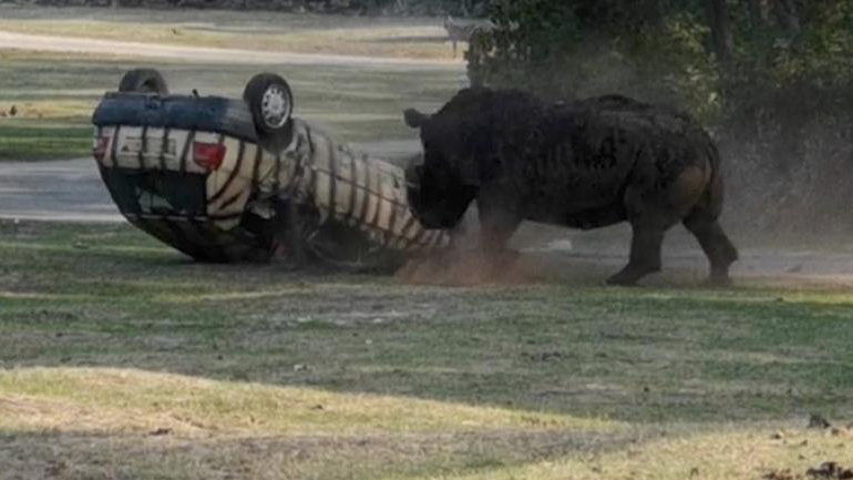 Ρινόκερος επιτίθεται σε αυτοκίνητο