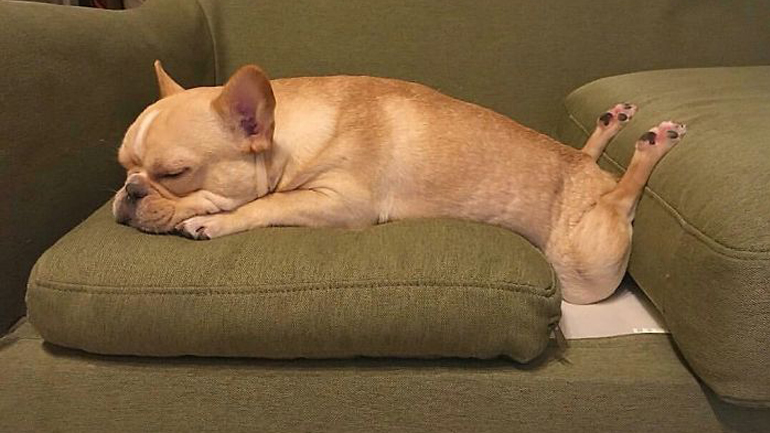 Σκυλιά που κοιμούνται σε αστείες πόζες