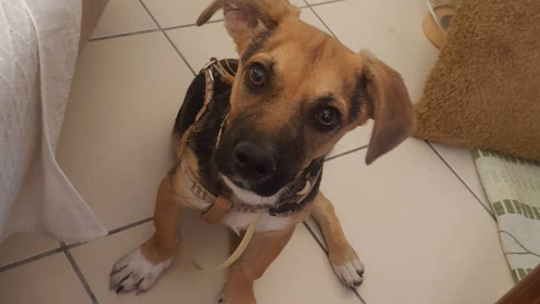 Χαρίζεται σκυλάκι 8 μηνών