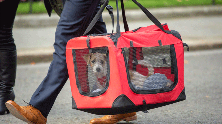 Βρετανία: Ένα κουτάβι Τζακ Ράσελ είναι ο νέος κάτοικος της Ντάουνινγκ Στριτ