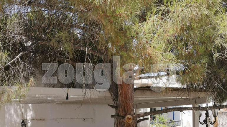 Νοσούν τα πεύκα σε ένα από τα πιο γραφικά χωριά της Πάρου