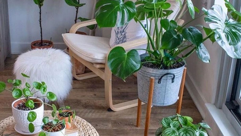 Πώς να καλλιεργήσουμε αρωματικά φυτά στο σπίτι