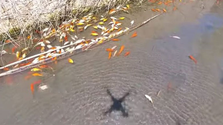 Ολοκληρώθηκαν οι αναλύσεις για τα νεκρά ψάρια στο φράγμα Αποσελέμη