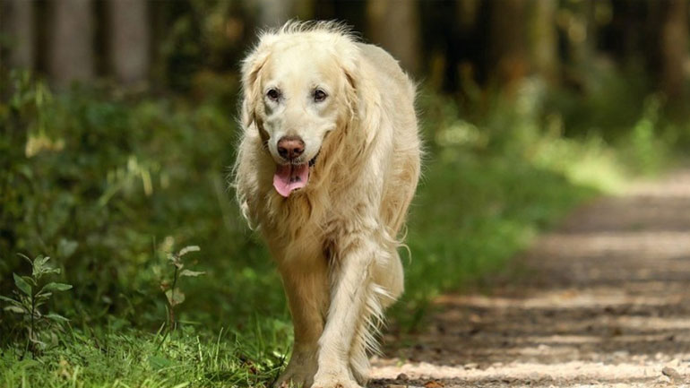 Γιατί οι μεγαλόσωμοι σκύλοι ζουν λιγότερο;