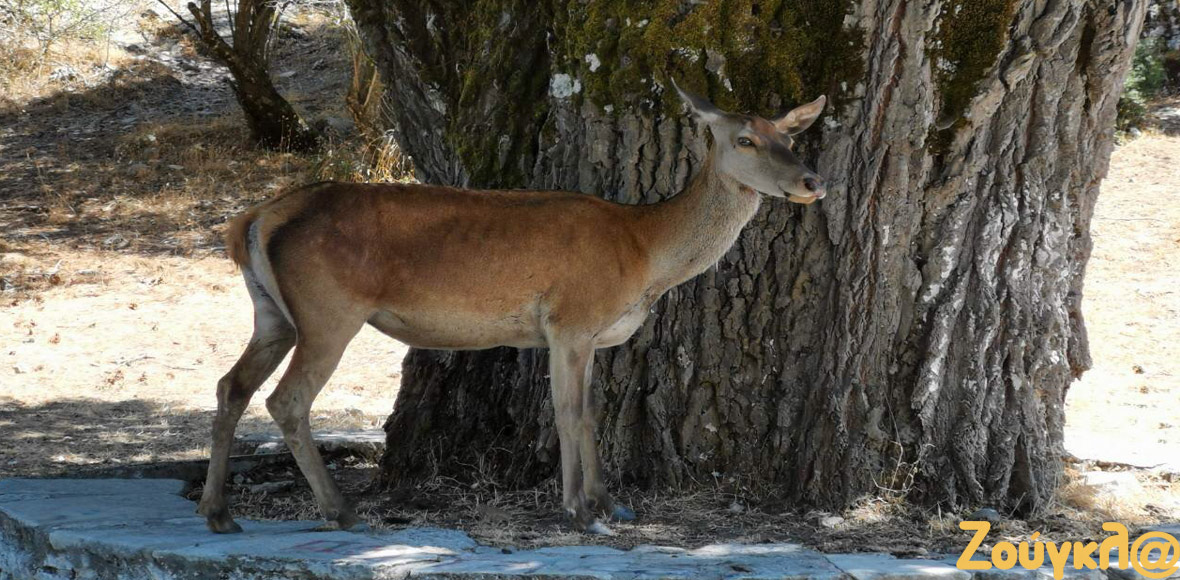 Η ομορφιά της Πάρνηθας