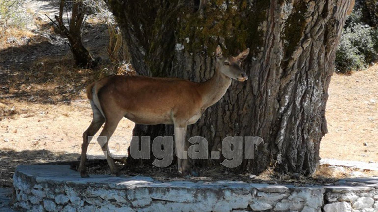 Οι ομορφιές της Πάρνηθας