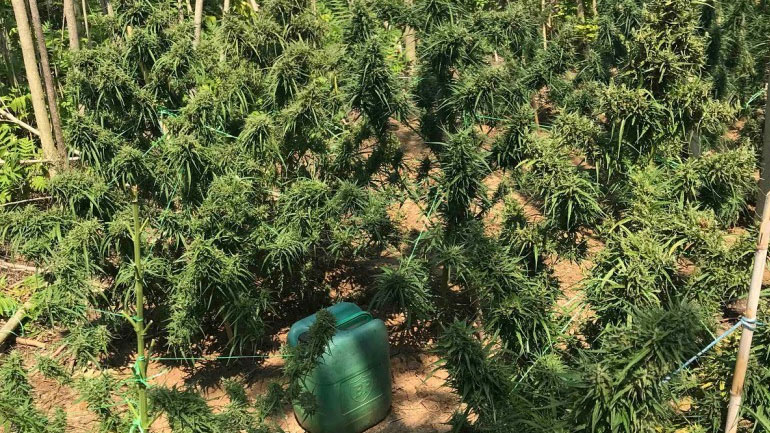 Εντοπίστηκε φυτεία με 250 δενδρύλλια κάνναβης στην Κορινθία