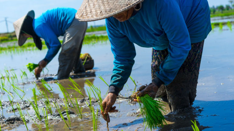 Κίνα: Κατά 50% μειώθηκε η αναλογία του αγροτικού πληθυσμού ως προς τον συνολικό πληθυσμό