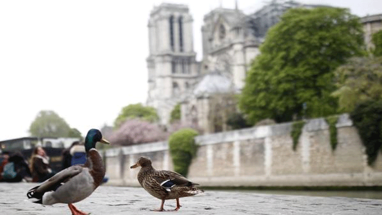 Γαλλία: Μετά από έναν κόκορα… 50 πάπιες οδηγούνται στο εδώλιο γιατί κρώζουν πολύ δυνατά