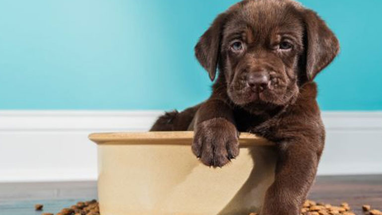 Τι πρέπει να ξέρετε για την τροφή του σκύλου σας;