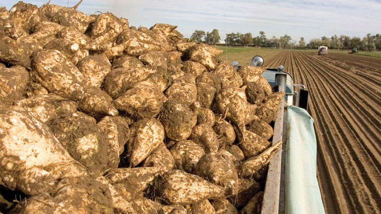 Συμφωνία διάθεσης της φετινής παραγωγής τεύτλων