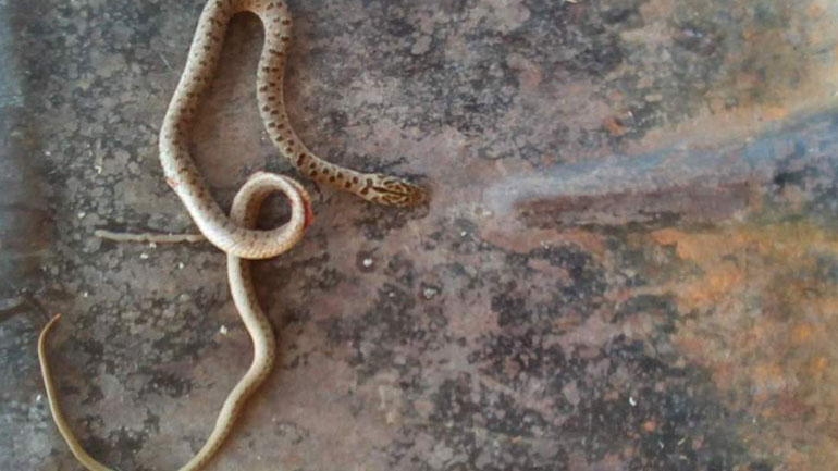 Σέρρες: Βρήκε φίδι μέσα στο σαλόνι του σπιτιού του
