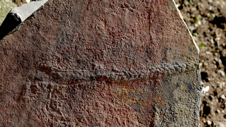 Το αρχαιότερο «ταξίδι» στη Γη: Ανακαλύφθηκε απολίθωμα ζώου  που σερνόταν πριν 550 εκατ. χρόνια στον βυθό