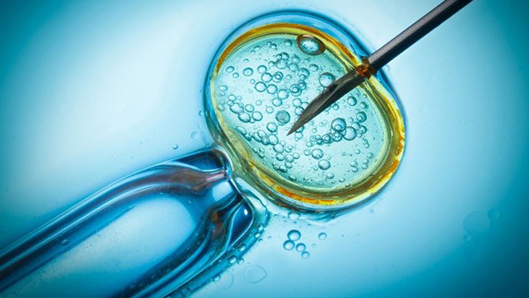 Κίνα: Μια εταιρεία κλωνοποίησε για πρώτη φορά μια γάτα