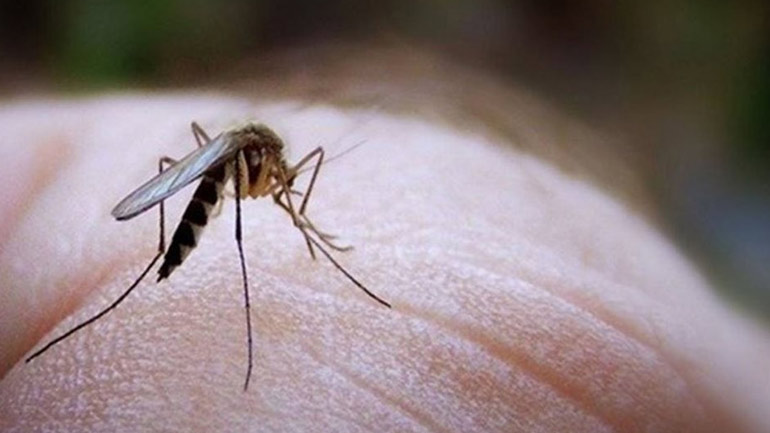 Καλπάζει ο ιός του Δυτικού Νείλου στην Ξάνθη