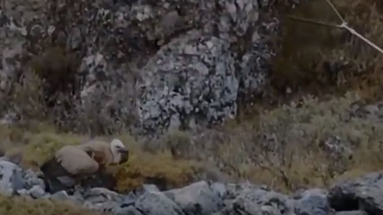 Δηλητηριασμένοι γύπες στα Σφακιά