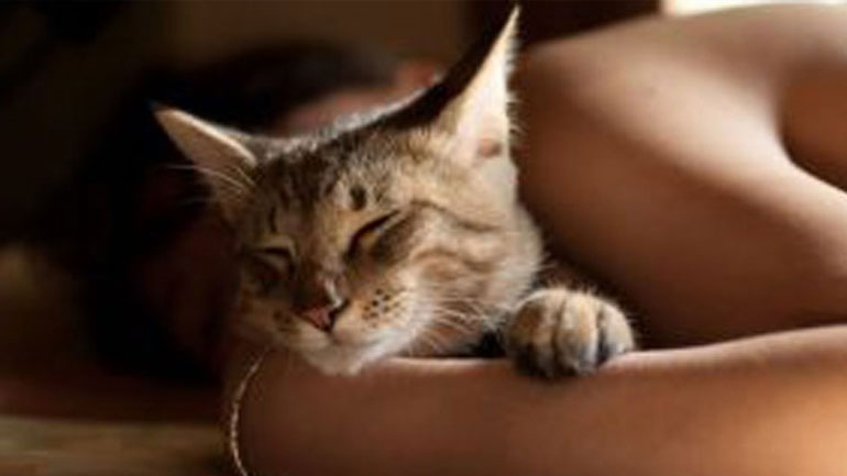 Ύπνος στο ίδιο κρεβάτι με τη γάτα