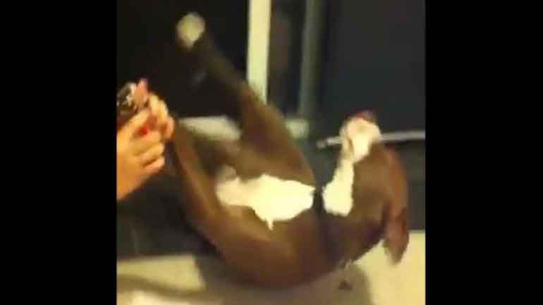 Πιτ Μπουλ κάνει ότι λιποθυμά για να μην του κόψουν τα νύχια Πιτ Μπουλ κάνει ότι λιποθυμά για να μην του κόψουν τα νύχια