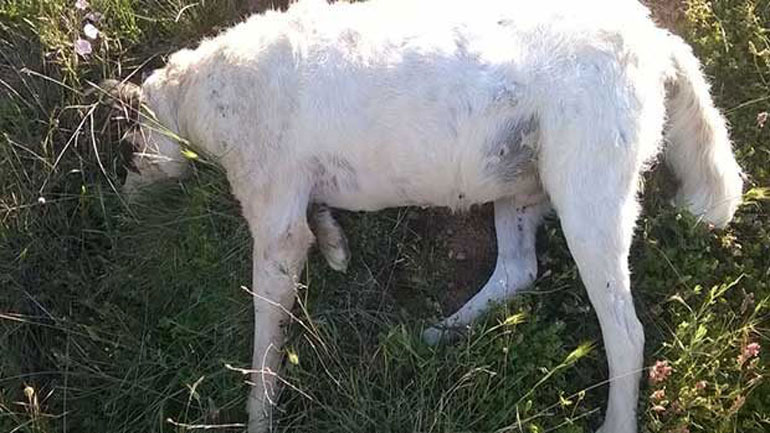 Θεσσαλονίκη: Τρία ποιμενικά σκυλιά σώθηκαν από δηλητηριασμένα δολώματα