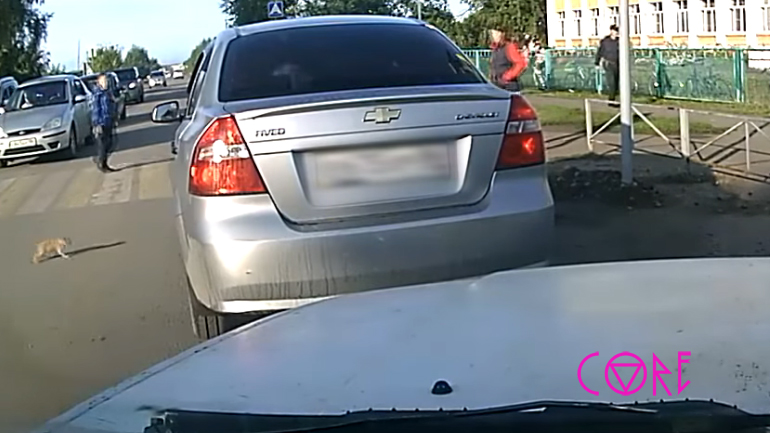 Οδηγός σώζει γατάκι τελευταία στιγμή