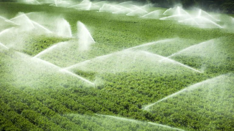 Οι παραγωγοί  να χρησιμοποιούν πιστοποιημένο πολλαπλασιαστικό υλικό