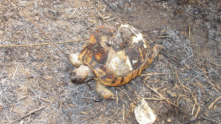Καταστροφές από την πυρκαγιά στην προστατευόμενη περιοχή Αλυκής Κίτρους
