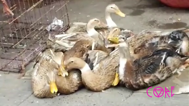 Πάπια ξεκαρδίζεται στα γέλια