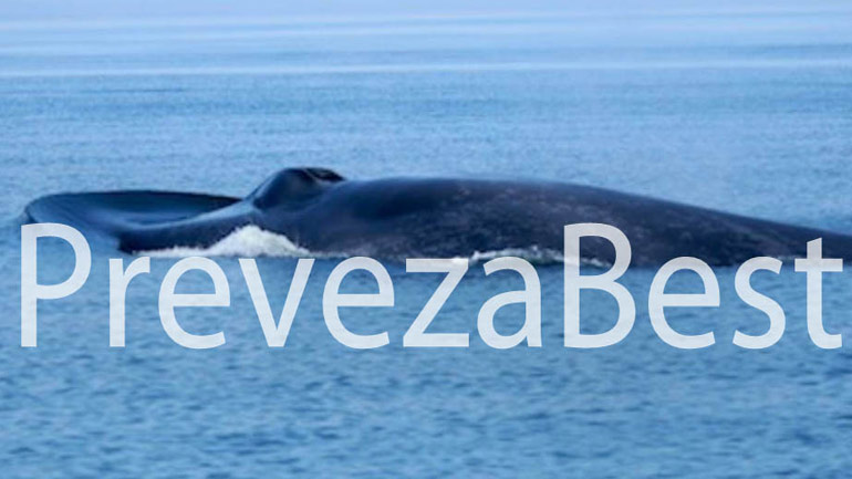 Φάλαινα έκανε την εμφάνισή της σε θαλάσσια περιοχή της Πρέβεζας