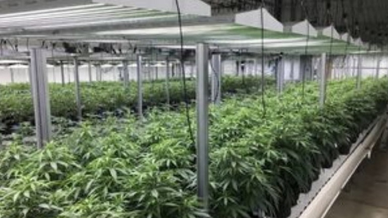 Φαρμακευτική κάνναβη: 2.250 νέες θέσεις εργασίας και επενδύσεις 360 εκατ. ευρώ