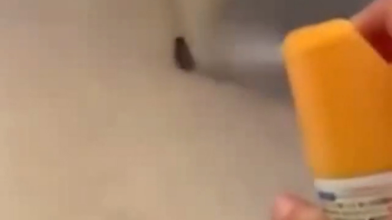 Η αήττητη κατσαρίδα