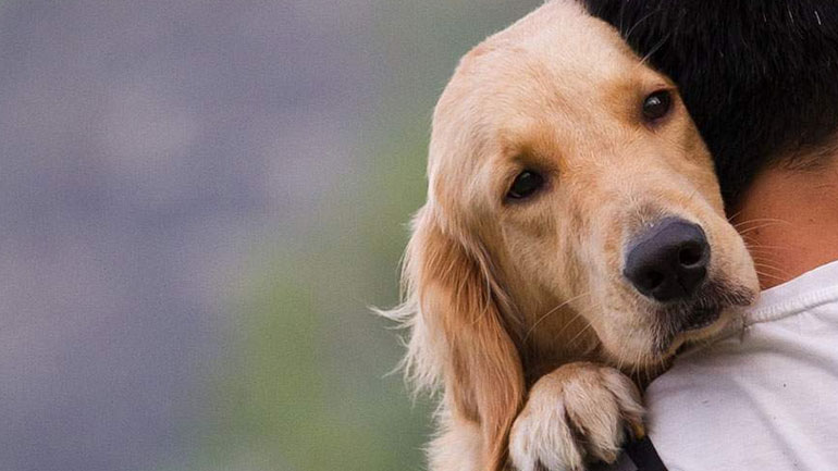 Συλλήψεις για παραβάσεις της νομοθεσίας που αφορά στα ζώα συντροφιάς