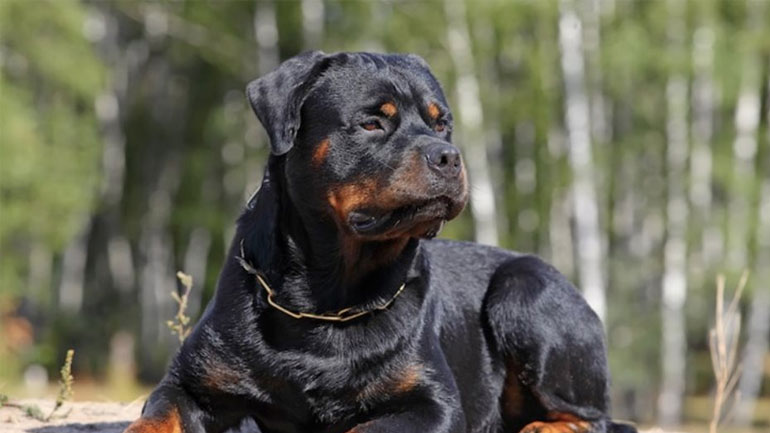 Τραγωδία στα Γλυκά Νερά: Ροτβάιλερ σκότωσε βρέφος – Τι λέει η μητέρα του