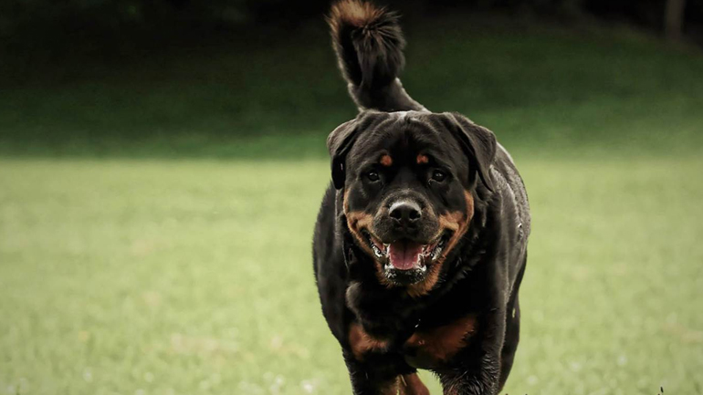 Ασφαλής η συμβίωση με τα Ροτβάιλερ;