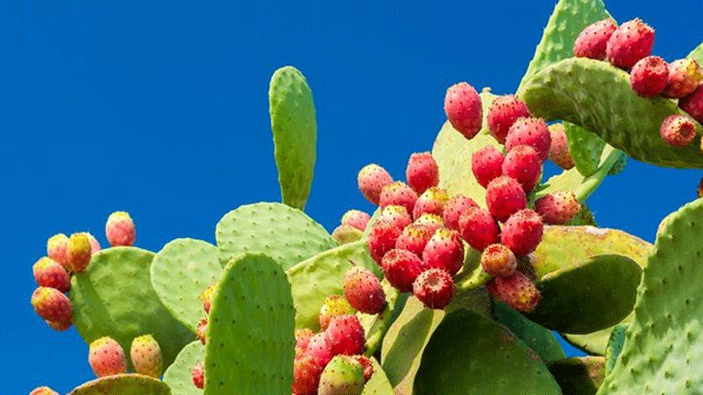 Γιατί να εντάξετε τα φραγκόσυκα στη διατροφή σας