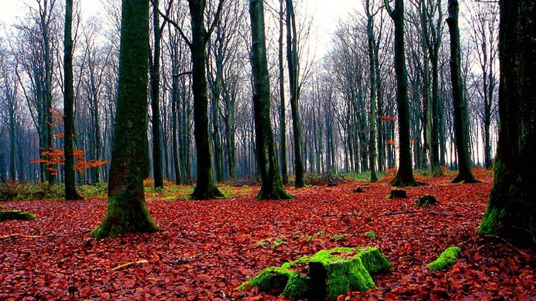 Δανία: Συγκεντρώθηκαν 2,4 εκατ. ευρώ στον πρώτο τηλεμαραθώνιο για την αντιμετώπιση της κλιματικής αλλαγής