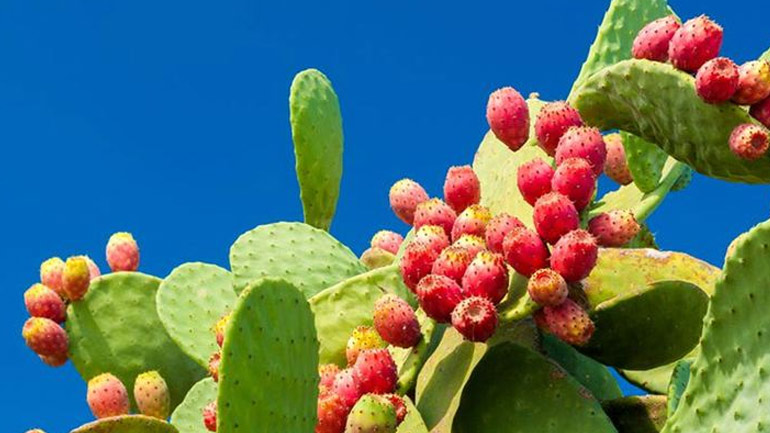 Γιατί να εντάξετε τα φραγκόσυκα στη διατροφή σας