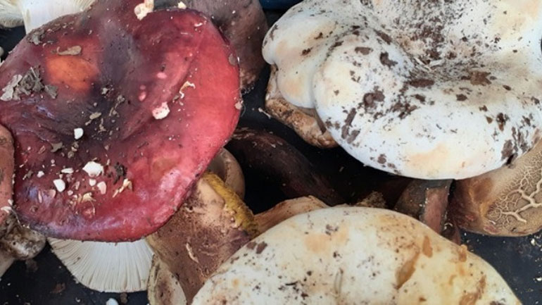 Ρεκόρ Γκίνες, λευκές τρούφες και «κυνηγοί» σε ένα ξεχωριστό φεστιβάλ