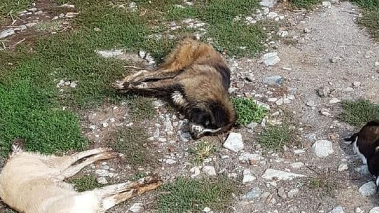 Δηλητηρίασαν 26 σκυλιά μέσα σε λίγες μέρες στη Φλώρινα
