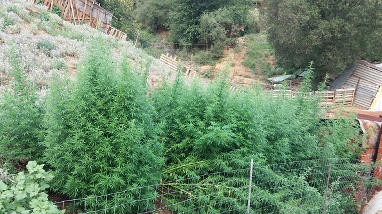 Ηλεία: Σύλληψη τριών ατόμων μετά τον εντοπισμό φυτείας με δεκάδες δενδρύλλια κάνναβης