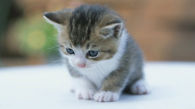 Τρίκαλα: Έριξαν γατάκι μέσα σε γραμματοκιβώτιο των ΕΛΤΑ