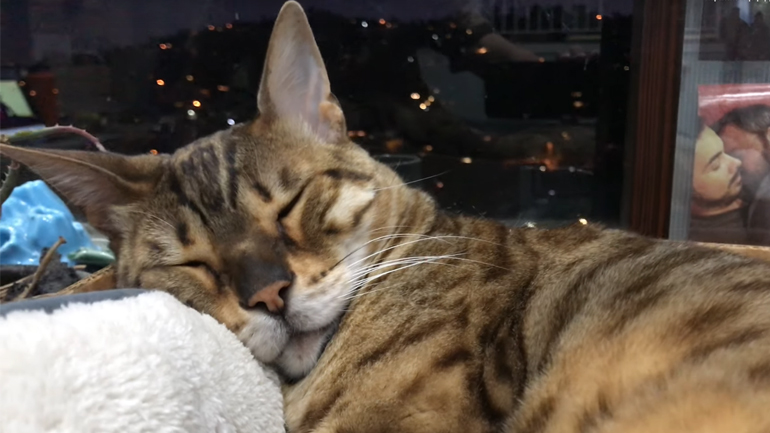 Η γάτα Βεγγάλης με το περίεργο ροχαλητό