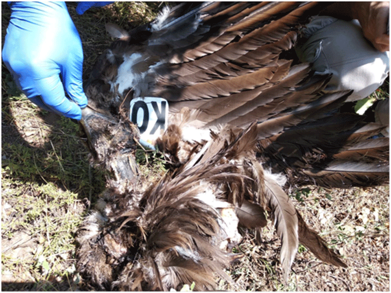 Μαυρόγυπας