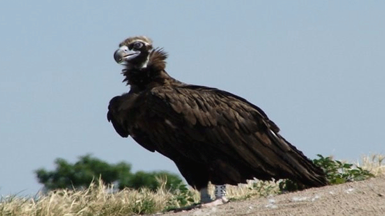 Νεκρά σπάνια αρπακτικά πουλιά που προσέκρουσαν σε ανεμογεννήτριες