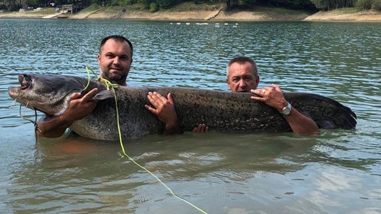 Βοσνία-Ερζεγοβίνη: Ψαράδες έπιασαν γατόψαρο μήκους δύο μέτρων