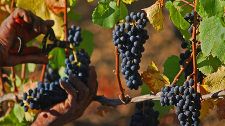 Θεσσαλονίκη: Γιορτή του τρύγου στον αστικό αμπελώνα