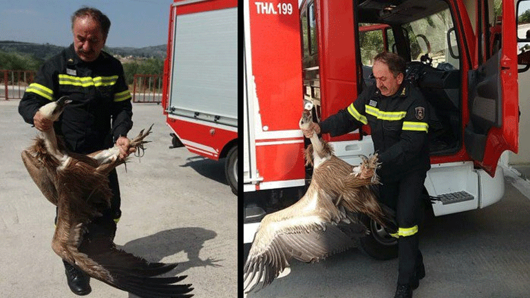 Κρήτη: Τροχαίο με… γύπα που έπεσε πάνω σε λεωφορείο