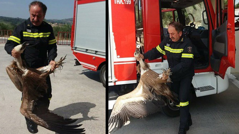 Γύπας… συγκρούστηκε με λεωφορείο στην Ε.Ο. Χανίων – Ρεθύμνου