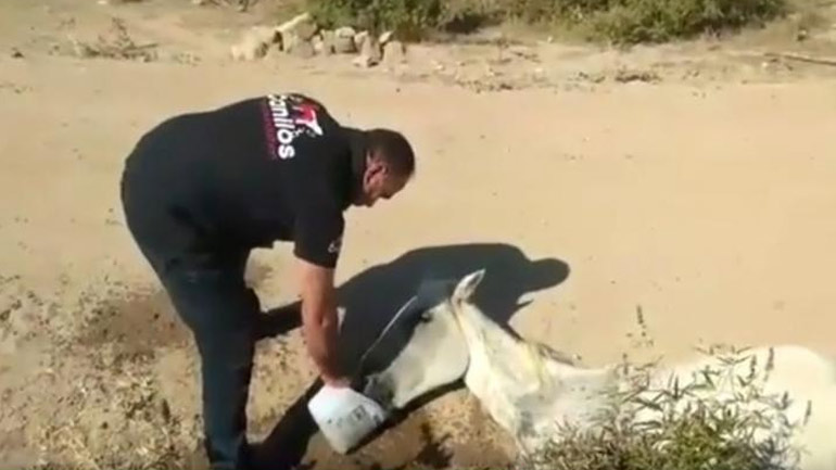 Εγκατέλειψαν ηλικιωμένο άλογο στη Μυτιλήνη