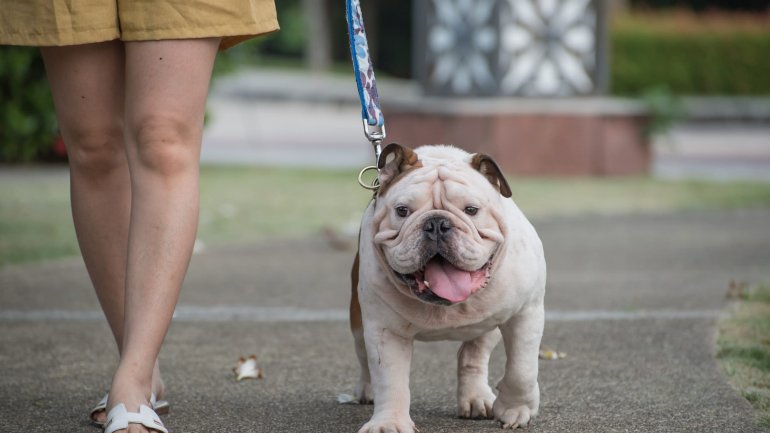 Τι σχέση έχει το βάρος ενός σκύλου με το βάρος του ιδιοκτήτη του; 