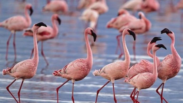 Χιλιάδες φλαμίνγκο έφτασαν στη Λίμνη Κερκίνη